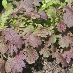 Mustard Red Dragon -Ideal Microgreen
