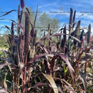 Grass - Pennisetum Glaucum Purple