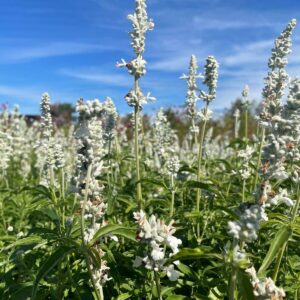 Salvia Farinacea - White Victory