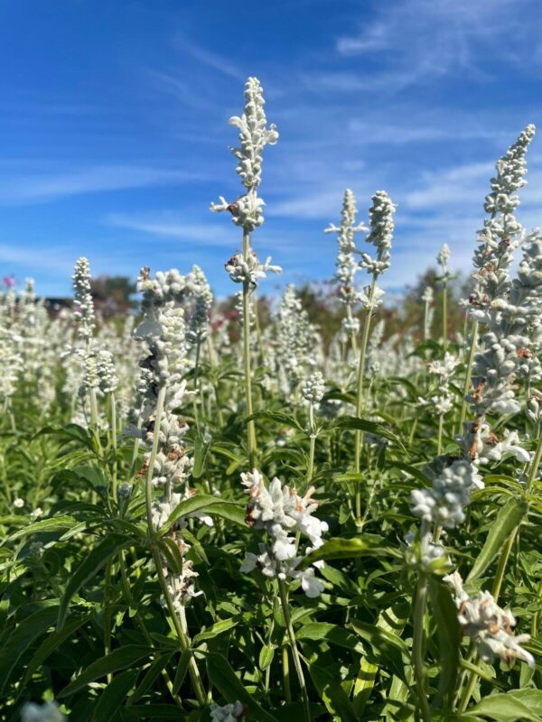 Salvia Farinacea - White Victory