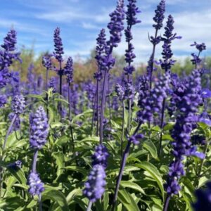 Salvia Farinacea - Blue Victory