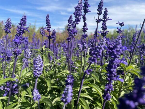 Salvia Farinacea - Blue Victory