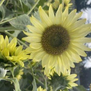 Sunflower Polino Lemon