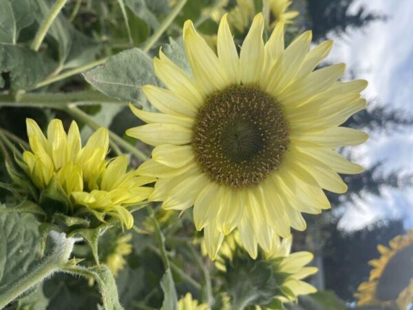 Sunflower Polino Lemon