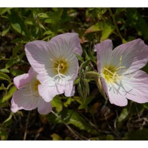 Oenothera Speciosa Evening Primrose