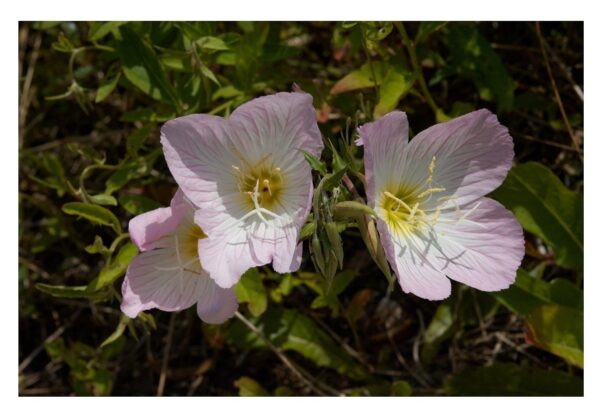 Oenothera Speciosa Evening Primrose