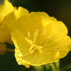 Oenothera Lamarckiana -Evening Primrose