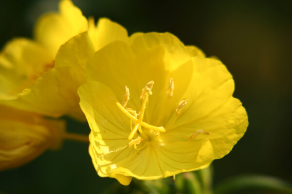 Oenothera Lamarckiana -Evening Primrose