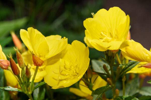Oenothera Lamarckiana -Evening Primrose - Image 2