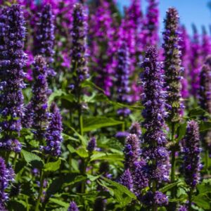 Herb Korean Mint - Agastache rugosa - Violet