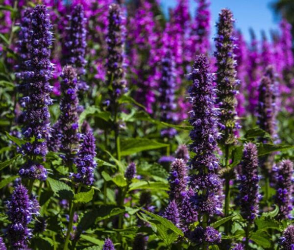 Herb Korean Mint - Agastache rugosa - Violet