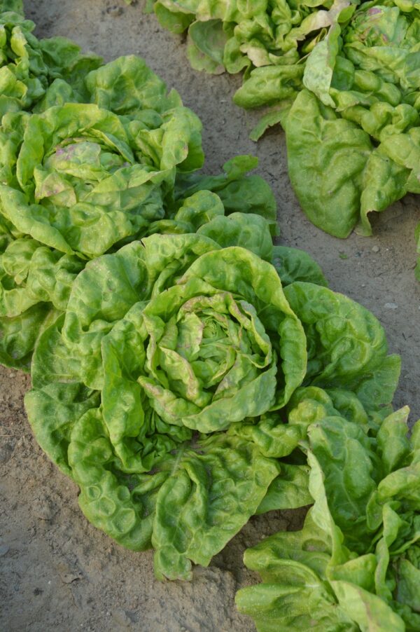 Organic Lettuce May King