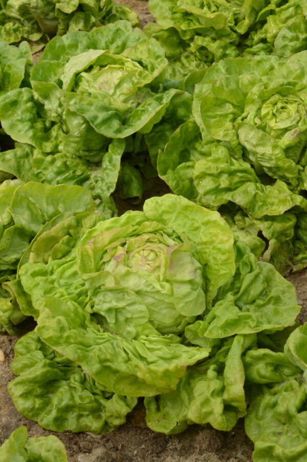 Organic Lettuce May King - Image 2