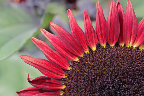 Sunflower Red Desire - Image 3
