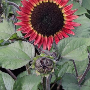 Sunflower Red Desire