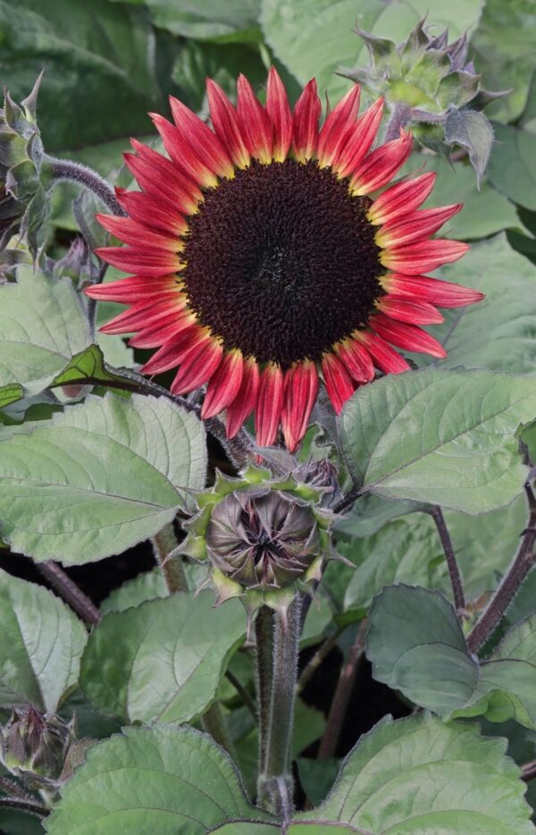 Sunflower Red Desire