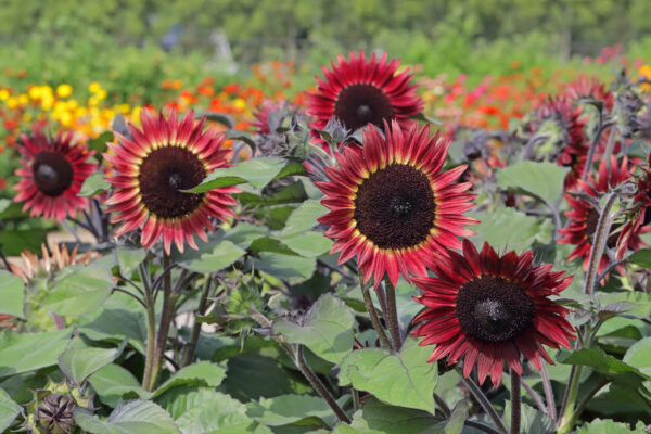 Sunflower Red Desire - Image 2