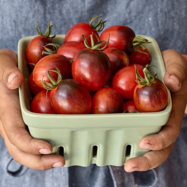 Tomato Black Moon F1 - Image 3