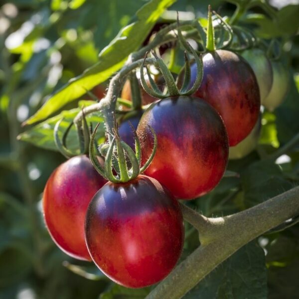Tomato Black Moon F1