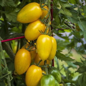 Tomato Bliss F1