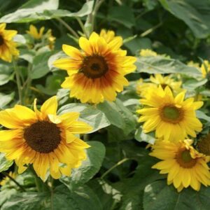 Sunflower Gnome Lemon