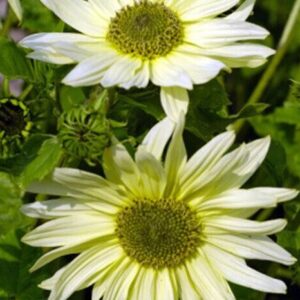 Sunflower Green Heart