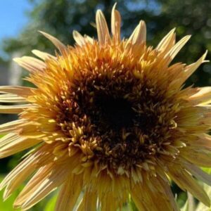 Sunflower Astra Rose