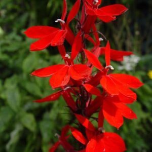 Perennial Lobelia Queen Victoria