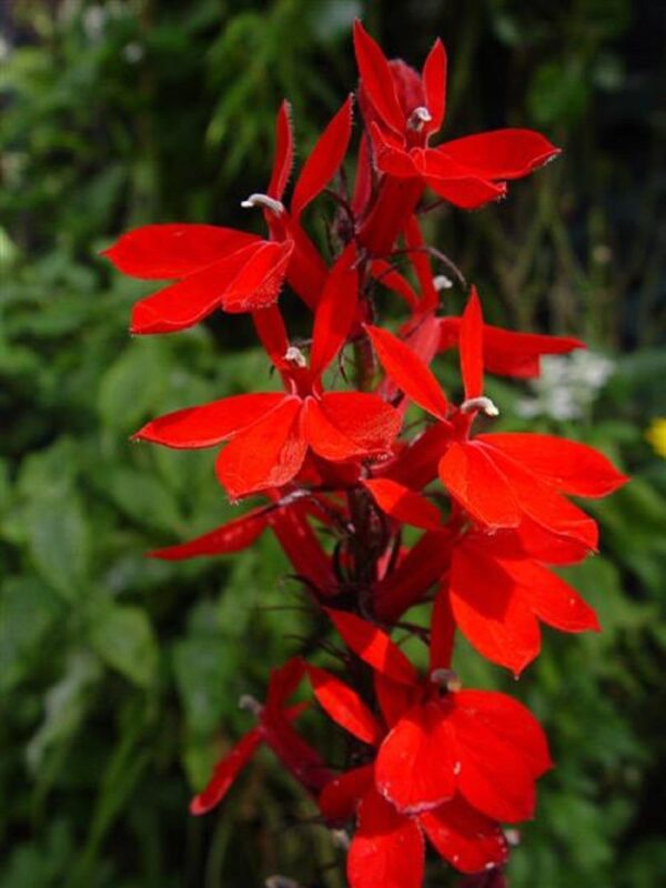 Perennial Lobelia Queen Victoria