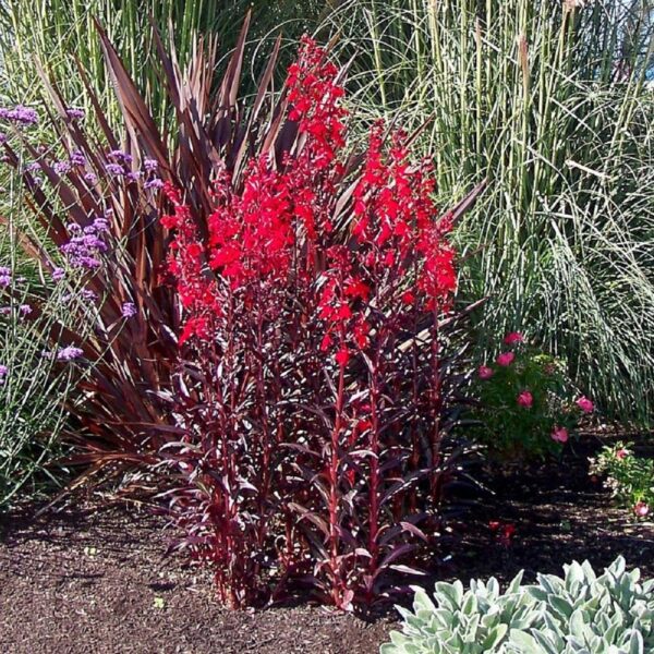 Perennial Lobelia Queen Victoria - Image 2