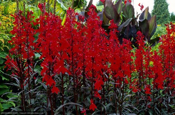 Perennial Lobelia Queen Victoria - Image 3
