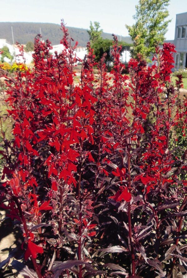 Perennial Lobelia Queen Victoria - Image 4