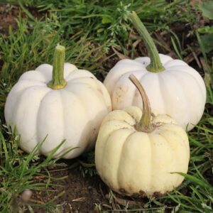 Pumpkin Casperita