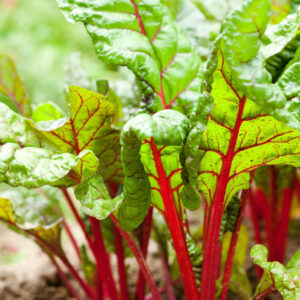 Organic Swiss Chard Ruby Red