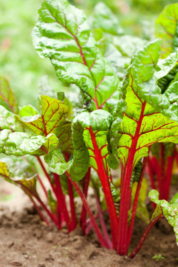 Organic Swiss Chard Ruby Red