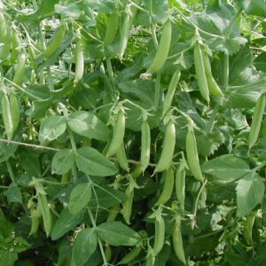 Pea Kelvedon Wonder Early And Main Crop