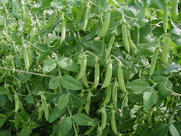 Pea Kelvedon Wonder Early And Main Crop