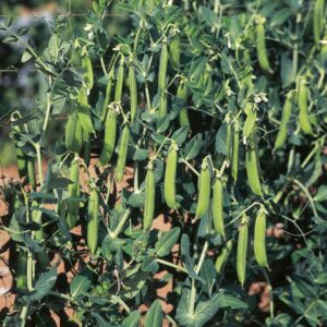 Pea Ambassador
