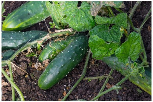 Organic Cucumber Marketmore - Image 2
