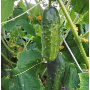 Organic Cucumber Marketmore