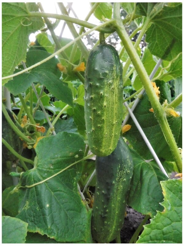 Organic Cucumber Marketmore