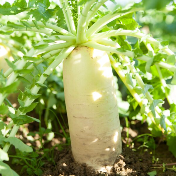 Radish Daikon Mooli Japana F1 - Image 2