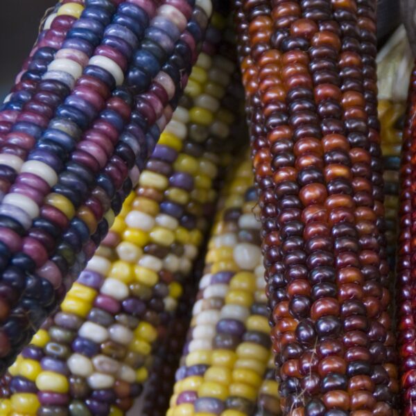 Flint Sweet Corn Fiesta - Image 3