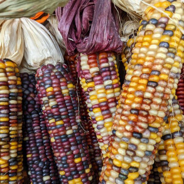 Flint Sweet Corn Fiesta - Image 4