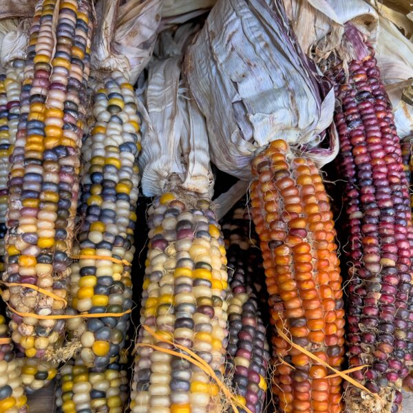 Flint Sweet Corn Fiesta - Image 2