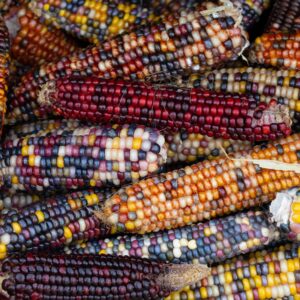 Flint Sweet Corn Fiesta