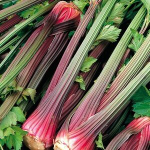 Organic Celery Red Stalk
