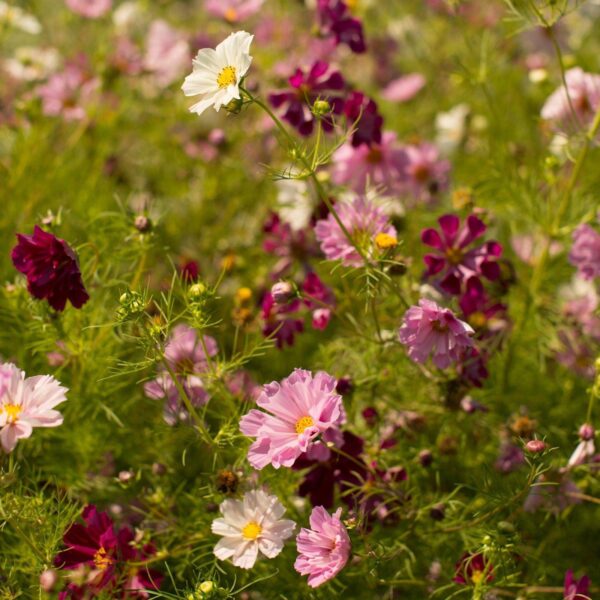 Organic Cosmos Bipinnatus Seashells - Image 3