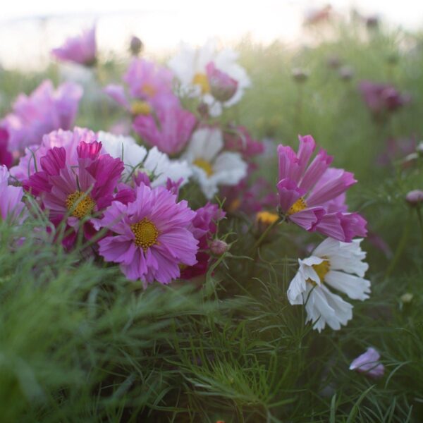 Organic Cosmos Bipinnatus Seashells - Image 2