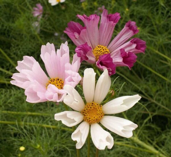 Organic Cosmos Bipinnatus Seashells - Image 4
